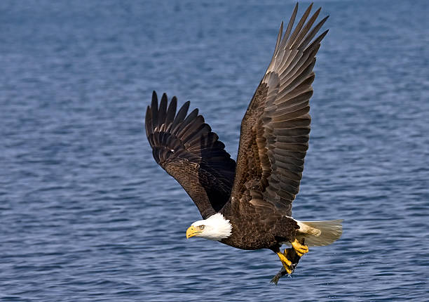 Bald Eagle grapping a Fish A Bald eagle taking a fish from the ocean while in flight, blue water, Homer, Alaska grapping stock pictures, royalty-free photos & images
