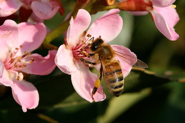Pollen loaded bee on flower. stock photo