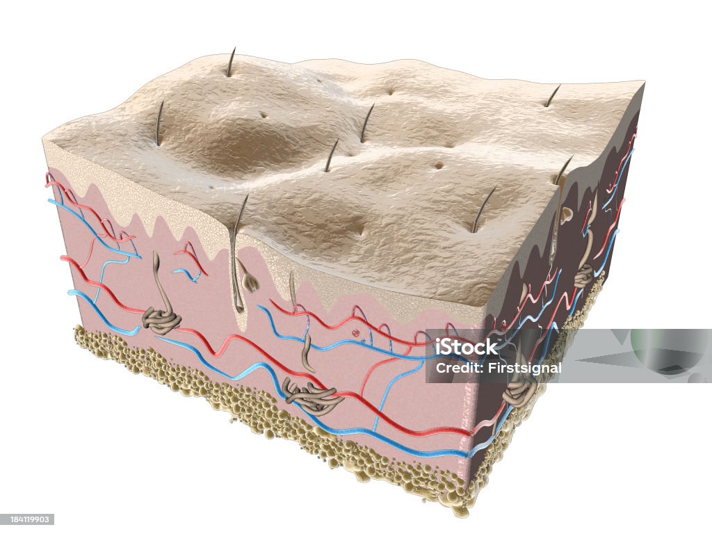 Ilustración epidermis y folículo piloso - Foto de stock de Diagrama libre de derechos