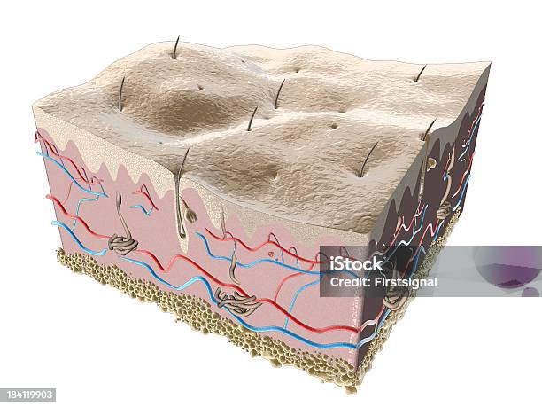 Ilustración Epidermis Y Folículo Piloso Foto de stock y más banco de imágenes de Diagrama - Diagrama, Dermis, Anatomía