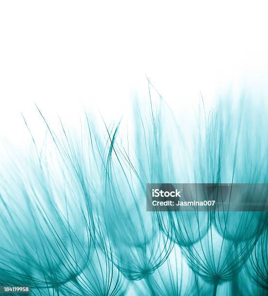 Dandelion Seed Stockfoto und mehr Bilder von Türkis - Blau - Türkis - Blau, Blau, Gegenlicht