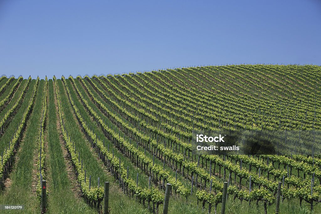 vignoble - Photo de Agriculture libre de droits