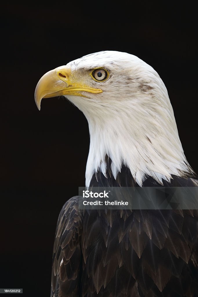 Águia-de-cauda-branca - Royalty-free Animal Foto de stock