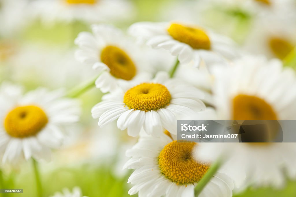 Margarita flores - Foto de stock de Flor libre de derechos