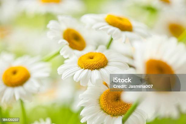 Margarida Flores - Fotografias de stock e mais imagens de Camomila - Camomila, Flor, Macrofotografia