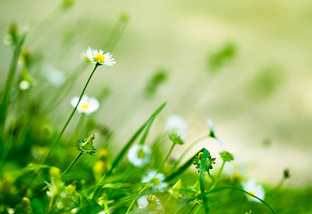 istock Dasies in the field 184120244