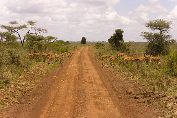 impalas lungo la strada a un safari - dirtroad foto e immagini stock