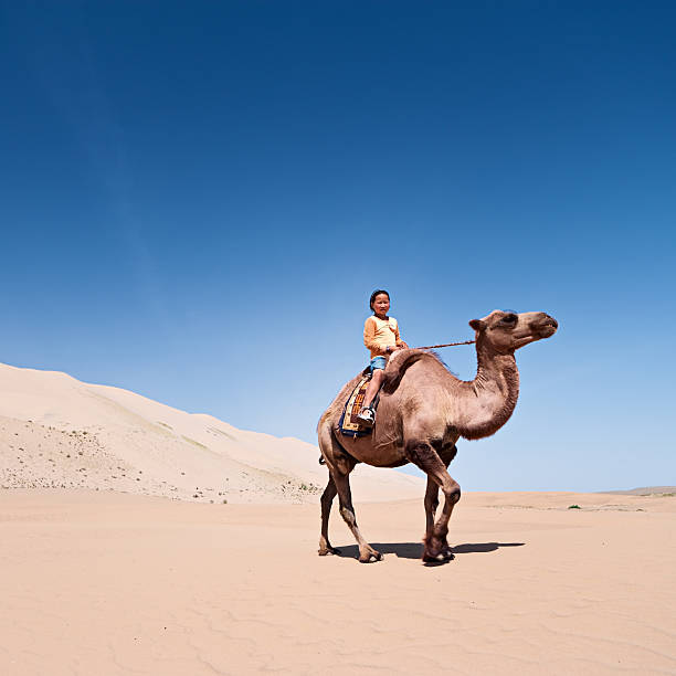 istock Mongolian girl riding on the camel 184120498