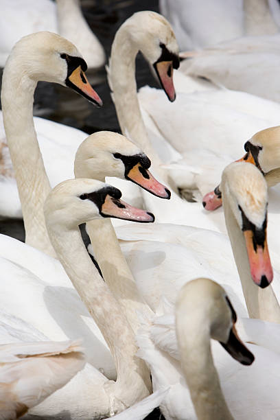 40+ Seven Swans Swimming Stock Photos, Pictures & Royalty-Free