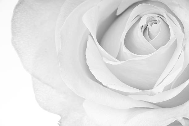 Horizontal B&W of white rose. Part of white rose in B&W  Horizontal studio shot on white. black and white rose stock pictures, royalty-free photos & images