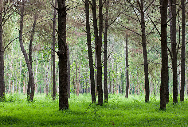 istock Forest with a carpet of lush grass. 184120562