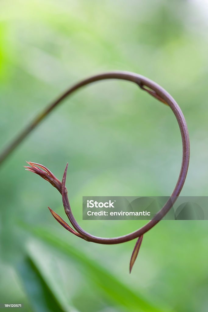 Pianta rampicante in una foresta. - Foto stock royalty-free di Albero