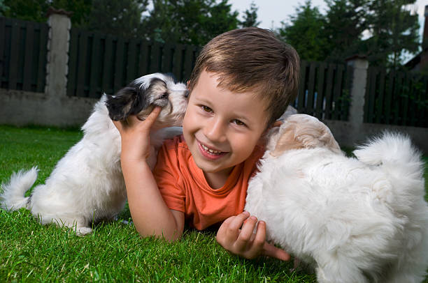 남자아이 ��및 퍼피즈 - grooming dog pets poodle 뉴스 사진 이미지