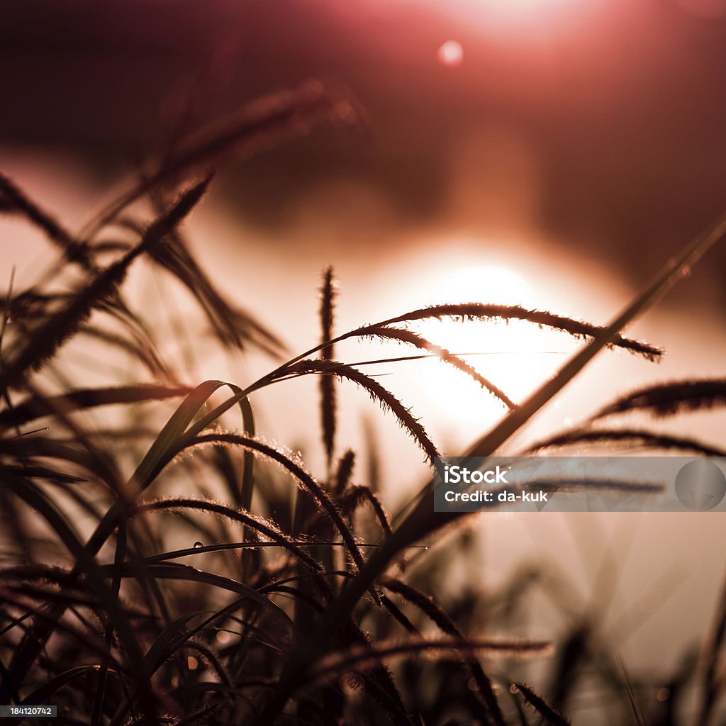 Erba al tramonto - Foto stock royalty-free di Prateria - Zona erbosa