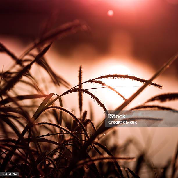 Erba Al Tramonto - Fotografie stock e altre immagini di Prateria - Zona erbosa - Prateria - Zona erbosa, Rugiada, Agricoltura