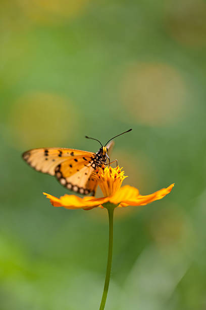 istock Fritillary butterfly on an orange Cosmos flower in a meadow. 184120768