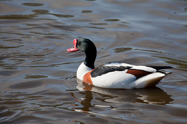 istock Male Common Shelduck (Tadorna-tadorna) swimming. 184120961