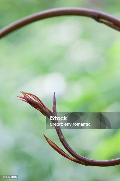 Trepadeira Em Uma Floresta - Fotografias de stock e mais imagens de Beleza natural - Beleza natural, Botão - Estágio de flora, Caule de planta