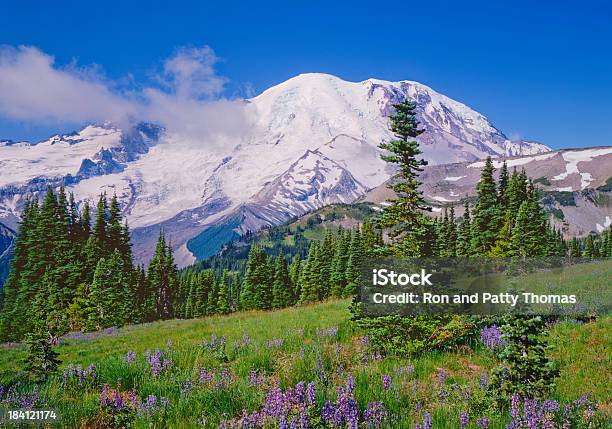 Parque Nacional Do Monte De Rainier - Fotografias de stock e mais imagens de Monte Rainier - Monte Rainier, Granadilha, América do Norte
