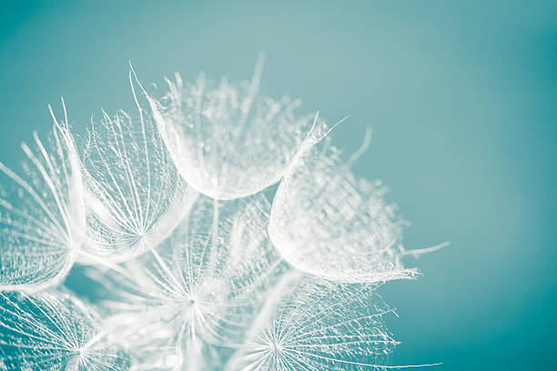 Photo of dandelion seed. Close-up.