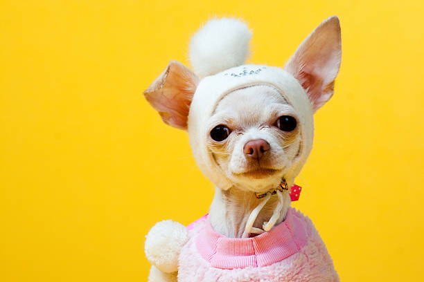 istock Chihuahua Puppy 184121385
