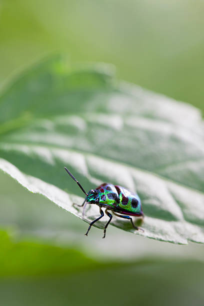 istock Beautiful Chrysocoris Stolli beetle on a jungle leaf. 184121540