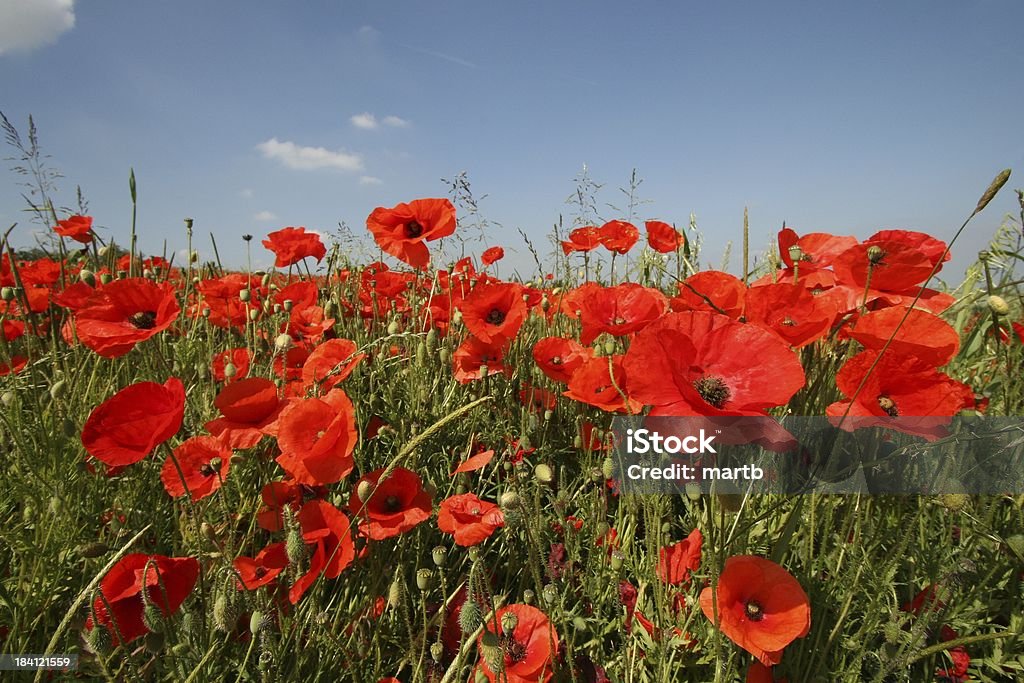 Banque de coquelicots - Photo de Affluence libre de droits