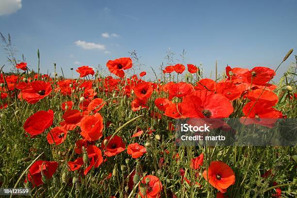 Photo libre de droit de Banque De Coquelicots banque d'images et plus d'images libres de droit de Affluence - Affluence, Agriculture, Agriculture biologique