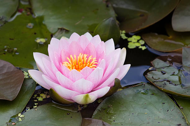 istock Beautiful pink water lily 184121566