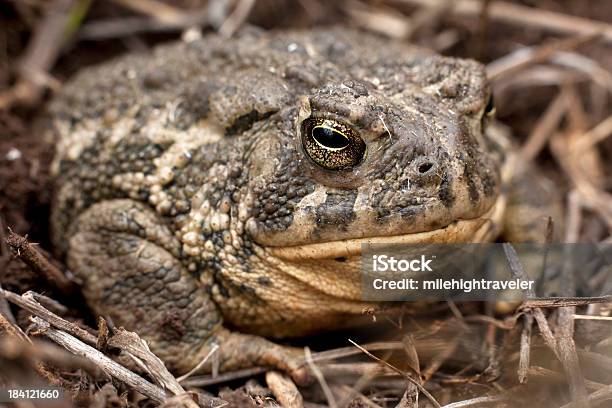 Horizontal Boreal Toad In Bear Creek Lake Sp Colorado Stock Photo - Download Image Now