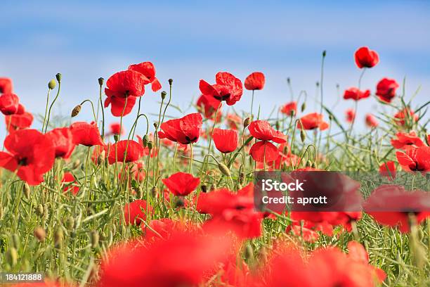 Foto de Flores De Papoilas Vermelhas e mais fotos de stock de Azul - Azul, Campo, Canola