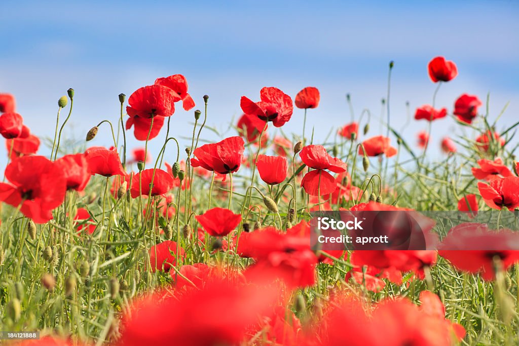 Красный мака цветы - Стоковые фото Без людей роялти-фри
