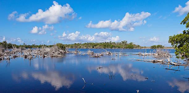 Tarpon Lake, Little Cayman Hurricane Ivan was one of the most intense Atlantic hurricane ever recorded. In 2004 it caused catastrophic damage to many Caribbean Islands, included Cayman Islands. This is the Tarpon Lake, where the force of the wind threw uprooted palm trees. Little Cayman, Cayman Islands.  hurricane ivan stock pictures, royalty-free photos & images
