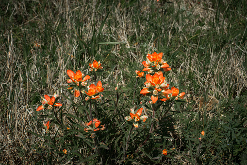 Orange flowers in a field