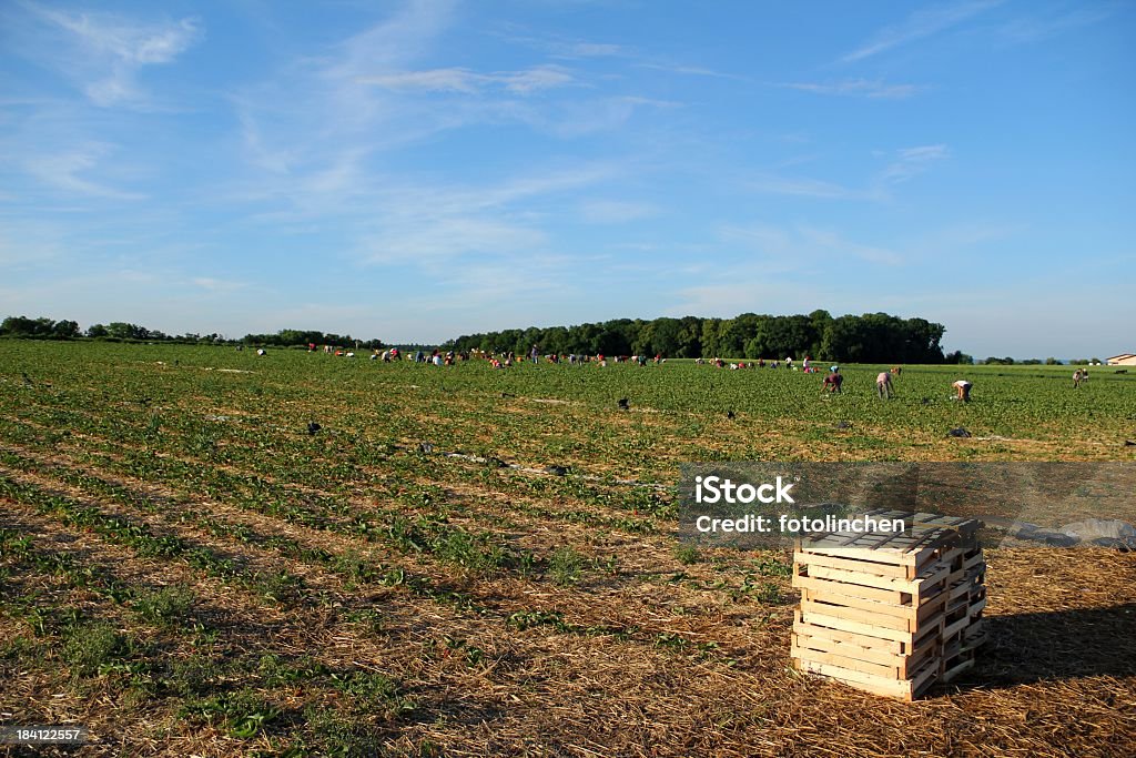 Menschen ernten Erdbeeren - Lizenzfrei Erdbeerfeld Stock-Foto