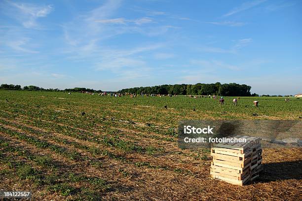 Menschen Ernten Erdbeeren Stockfoto und mehr Bilder von Erdbeerfeld - Erdbeerfeld, Landarbeiter, Agrarbetrieb