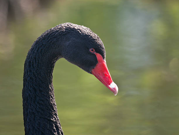 istock Black Swan (Cygnus atratus), portrait 184122781