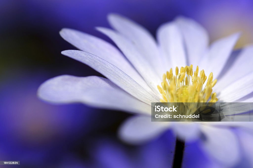 Détail d'un blanc - Photo de Anémone libre de droits