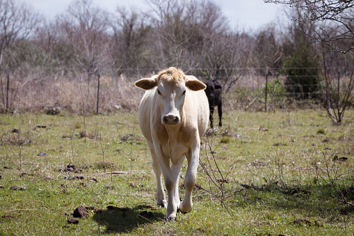 Cow in a pasture walking toward you
