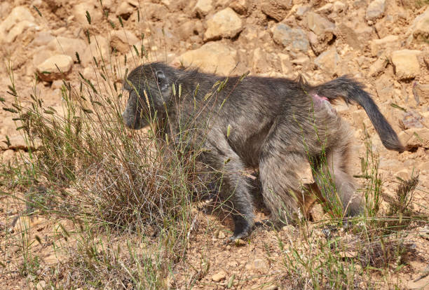 Baboon (Papio ursinus) in natural habitat, South Africa