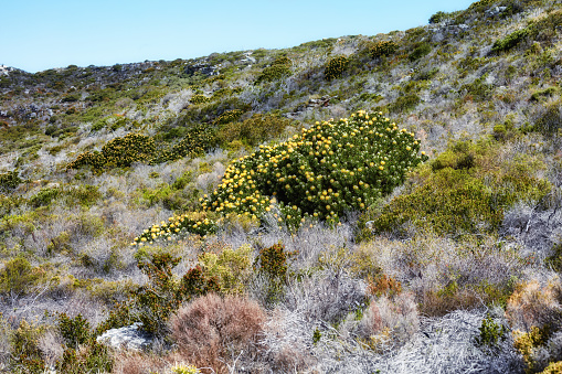 Wild Flowers, plants and trees in the nature around  Cape Town, South Africa,