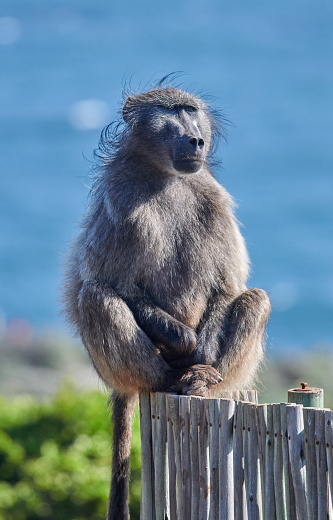 Lage Male Baboon (Papio ursinus) in natural habitat, South Africa