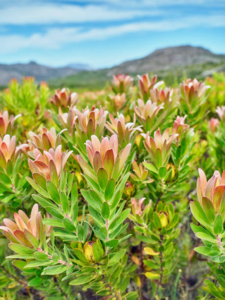 istock Flowers, plant and trees 1841248245