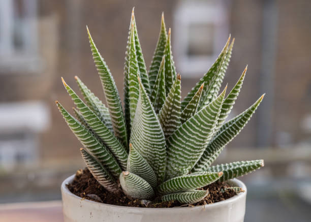 istock Haworthia limifolia (Spider White) with green base, and a unique pattern of white in ceramic pot. 1841248834