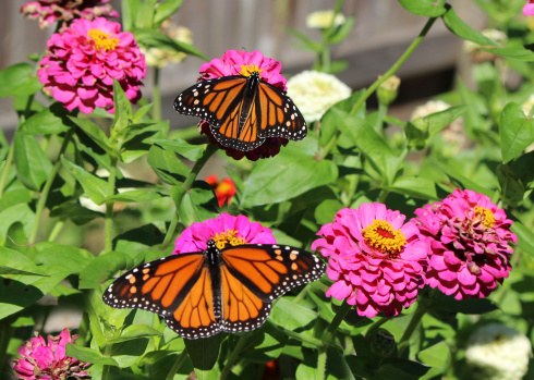 Stunning close-up of two Monarch Butterflies in the garden, resting with wings spread, on pink Echinachea flowers in late summer.