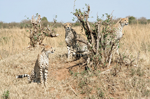 Taken in the Okavango Delta, Botswana