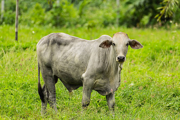 istock White cow stands in pasture 184126990