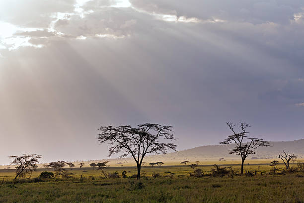 istock Acacia trees against storm cloud sky with sun beams background 184127115