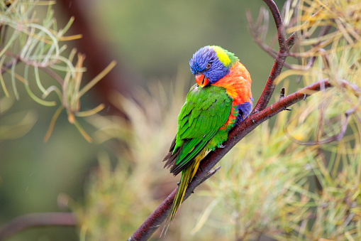 Horizontal closeup view of two beautiful vibrant wild Rainbow Lorikeets perched on a railing in a suburban backyard on the south coast of NSW