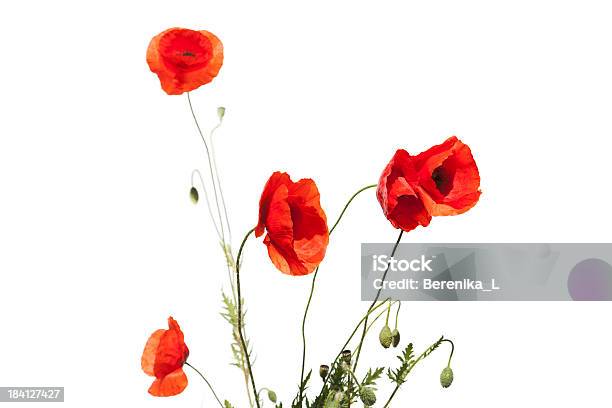 Красный Poppies — стоковые фотографии и другие картинки Мак - растение - Мак - растение, Белый фон, Мак самосейка